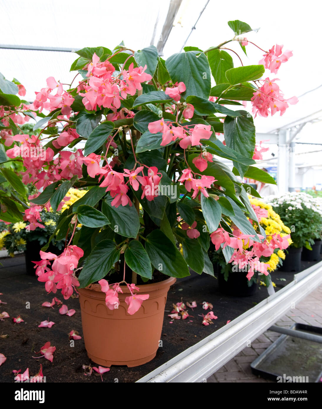 Bégonia 'dragon Wing'. Plantes cultivées en pot de petites fleurs roses en abondance. Banque D'Images