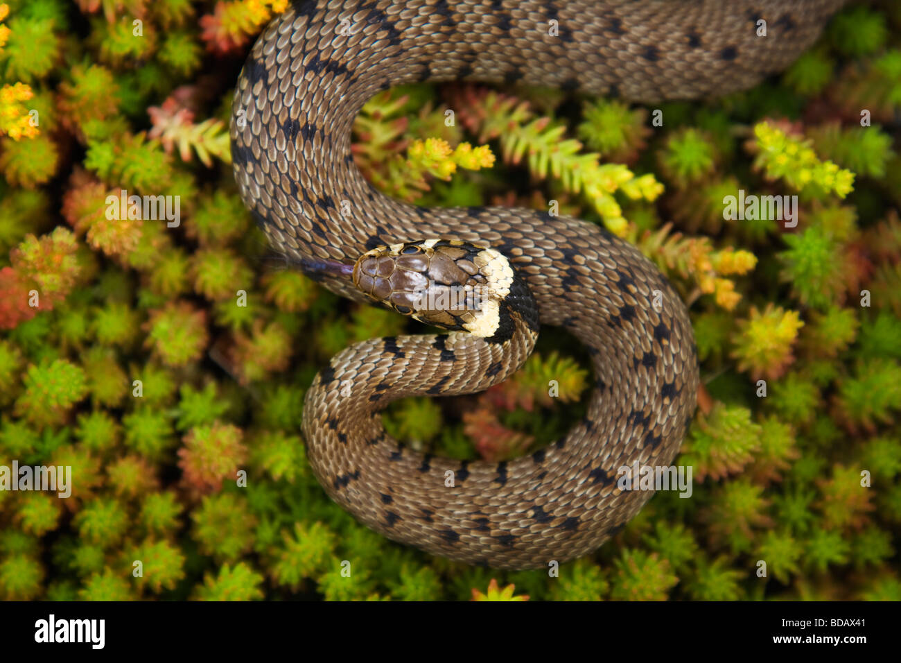 Un serpent à gazon (Natrix Natrix) sur une plante de sédum Banque D'Images