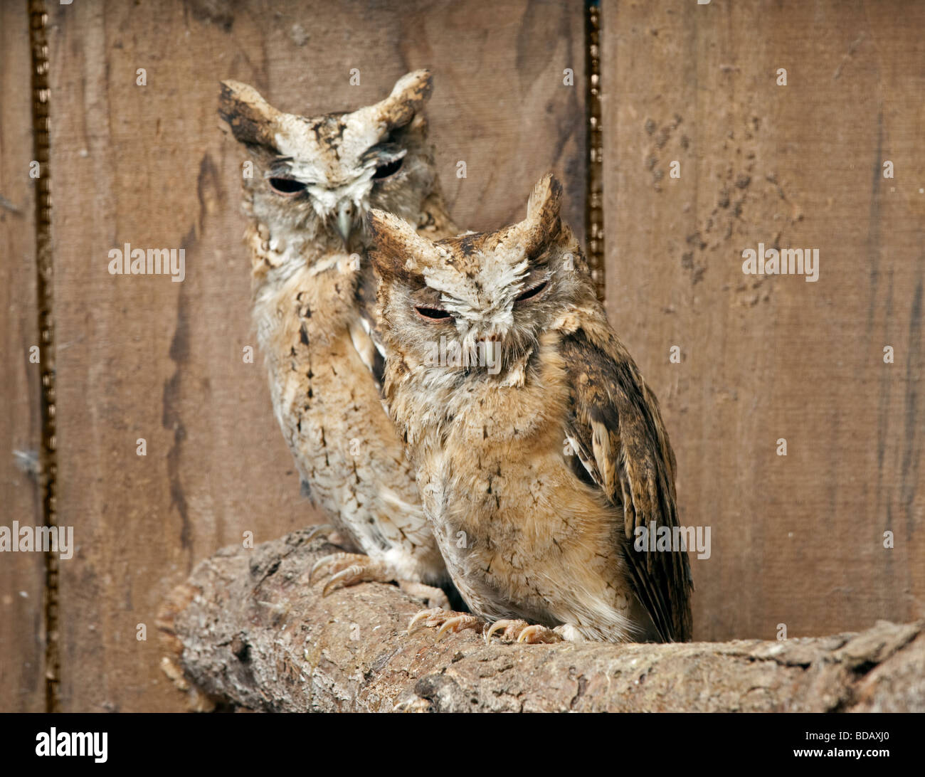 (Otus Scops collier hiboux bakkamoena) Banque D'Images