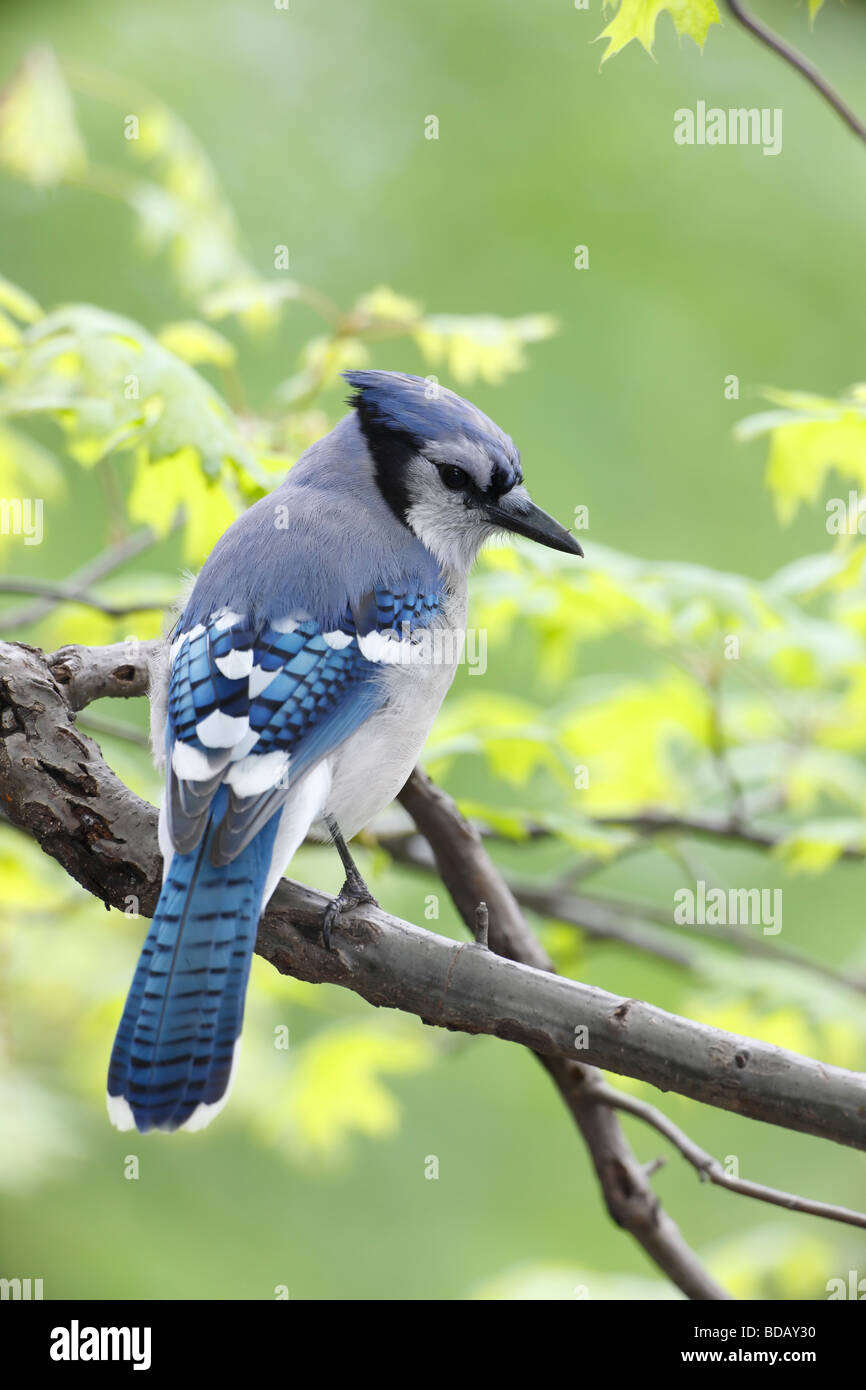 Geai bleu Cyanocitta cristata bromia s à New York Central Park Banque D'Images