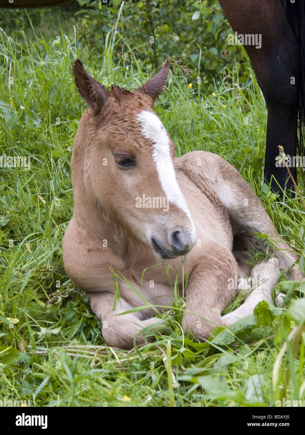 Cheval, poney, petit cheval, animal, mammifere, vertical Banque D'Images