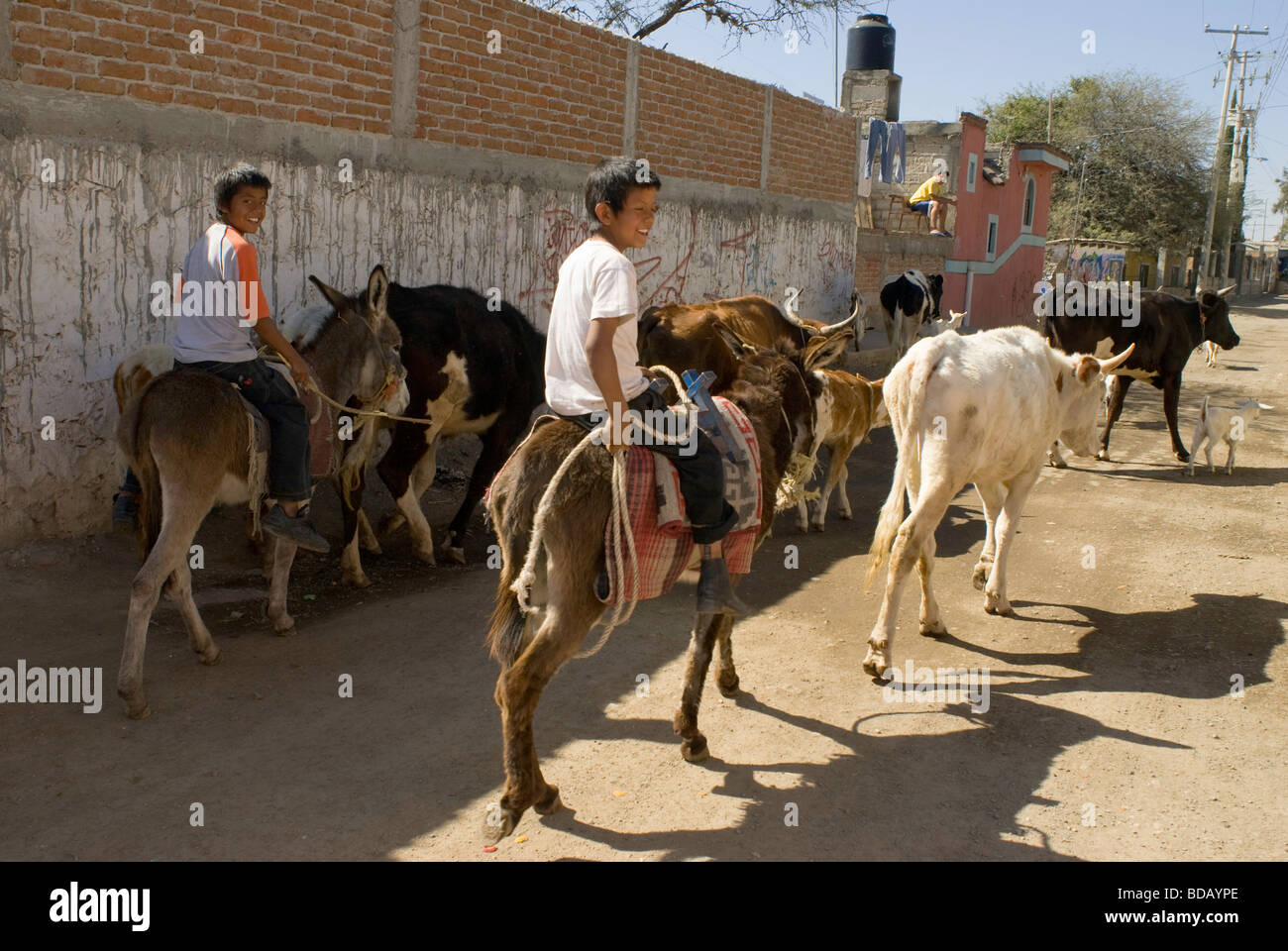 Les jeunes garçons sur les ânes bovins d'entraînement sur la rue principale de la ville de Los Rodriguez, Guanajuato, Mexique Banque D'Images