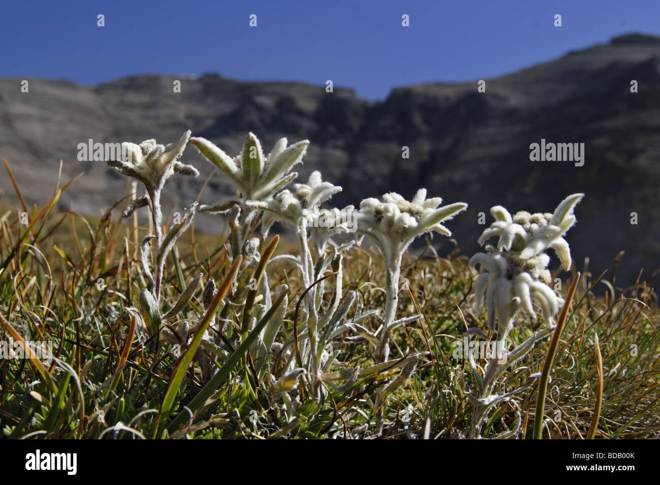 Alpen Edelweiss (Leontopodium nivale alpinum) Edelweiss Banque D'Images