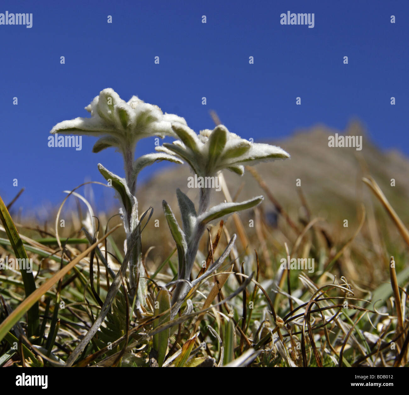 Alpen Edelweiss (Leontopodium nivale alpinum) Edelweiss Banque D'Images