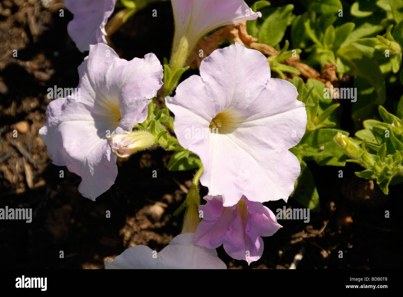 Fleurs violettes dans un lit de fleur Banque D'Images