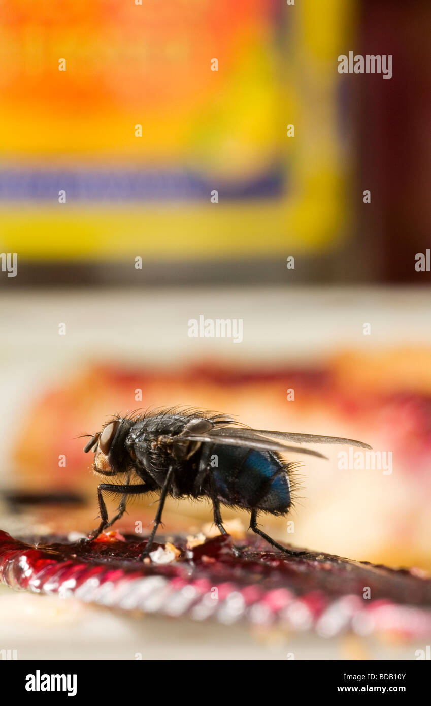 Mouche domestique, Musca domestica, se nourrissant de confiture sur une table de petit-déjeuner Banque D'Images