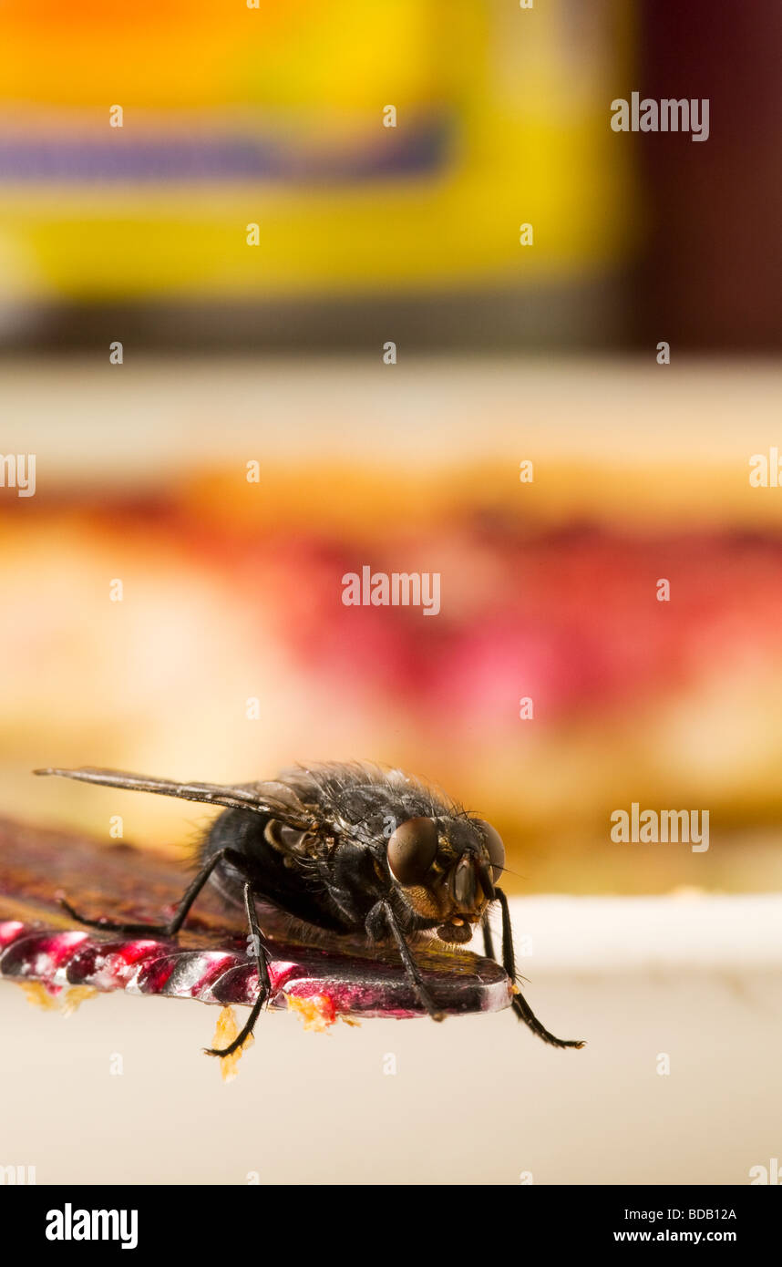 Mouche domestique, Musca domestica, se nourrissant de confiture sur une table de petit-déjeuner Banque D'Images