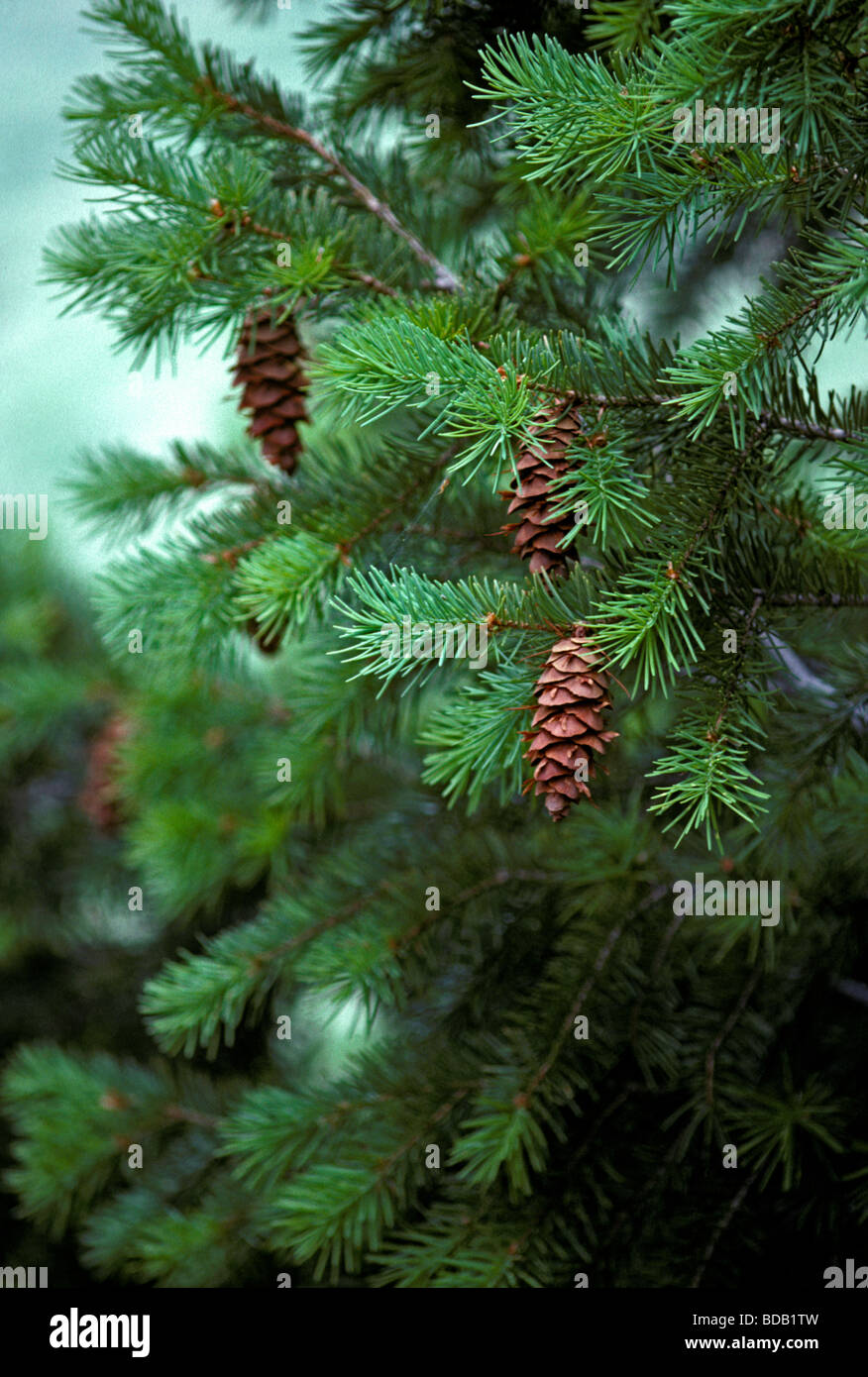 Sapin de Douglas (Pseudotsuga menziesii) en été close up montrant la maturité des pommes de pin et aiguilles près de Boulder, Colorado, États-Unis. Banque D'Images