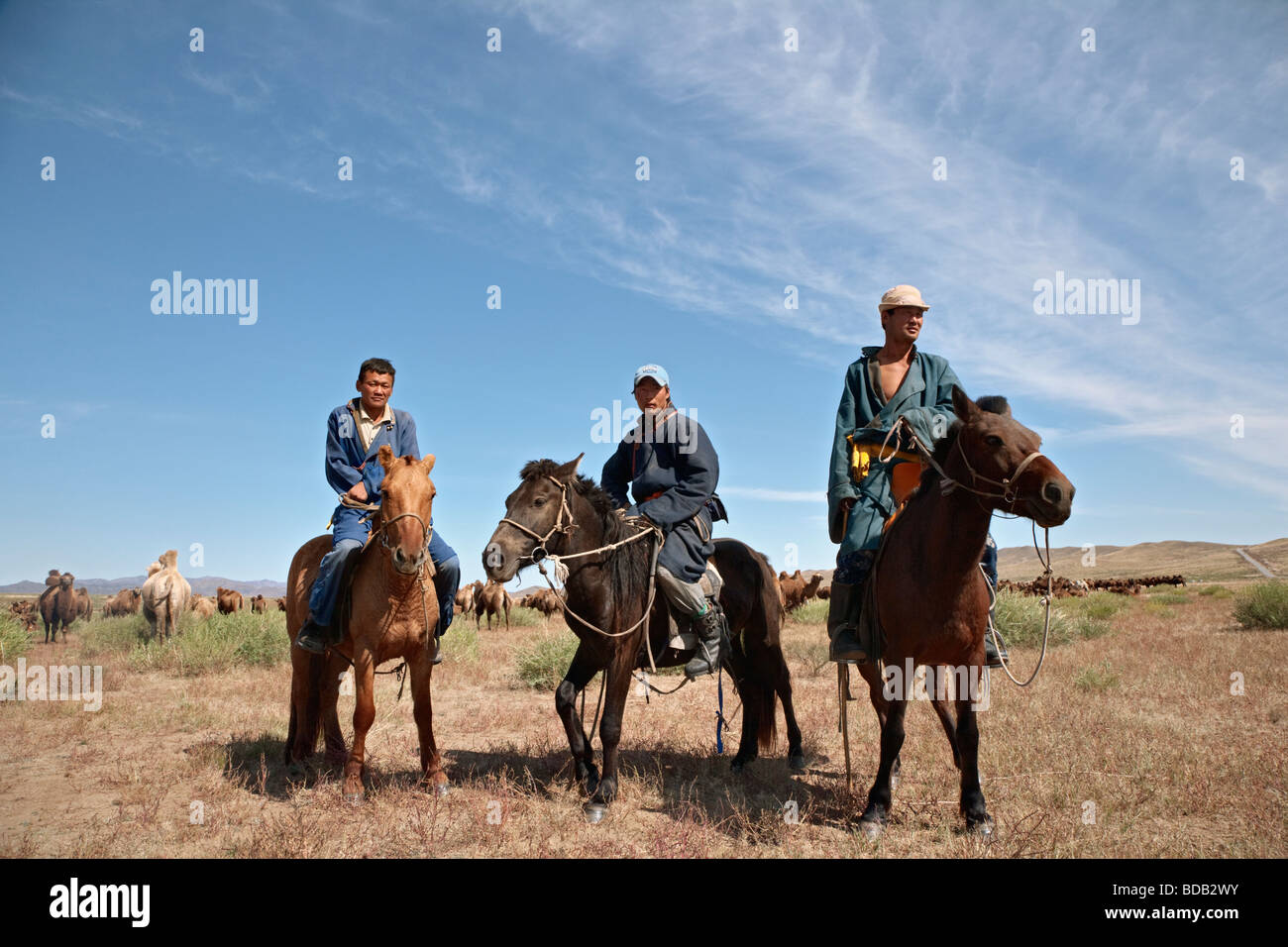 Cavaliers mongole avec un troupeau de chameaux à deux bosses, le centre-nord de la Mongolie Banque D'Images