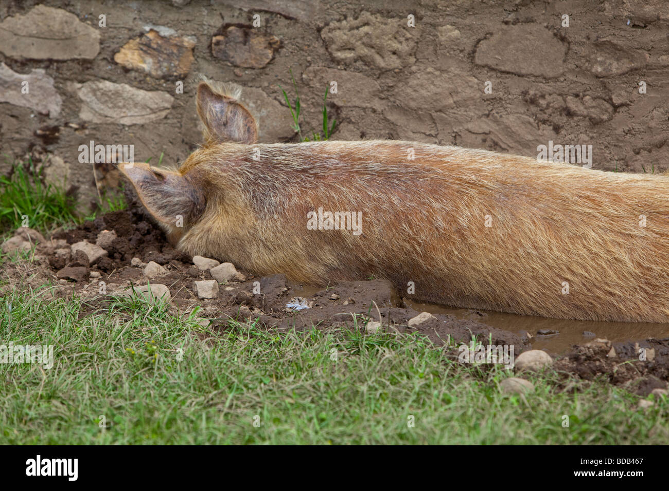 Race Tamworth sow pig se vautrer dans la boue Banque D'Images