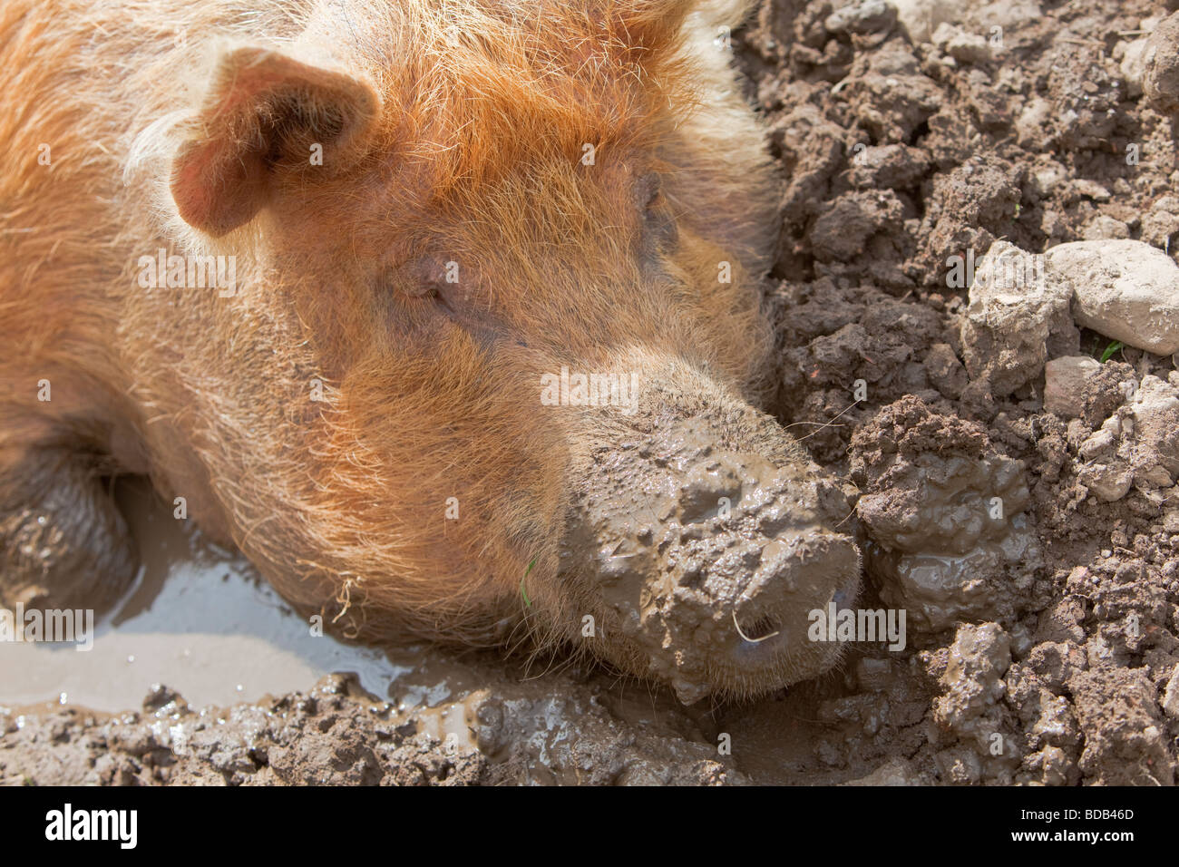 Race Tamworth sow pig se vautrer dans la boue Banque D'Images