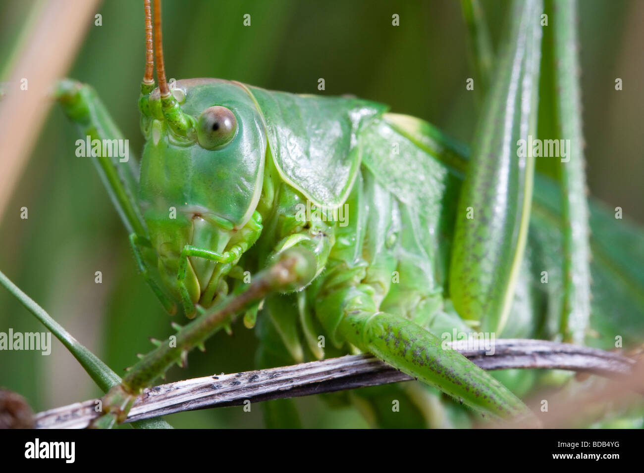 (Tettigonia viridissima) libre Banque D'Images