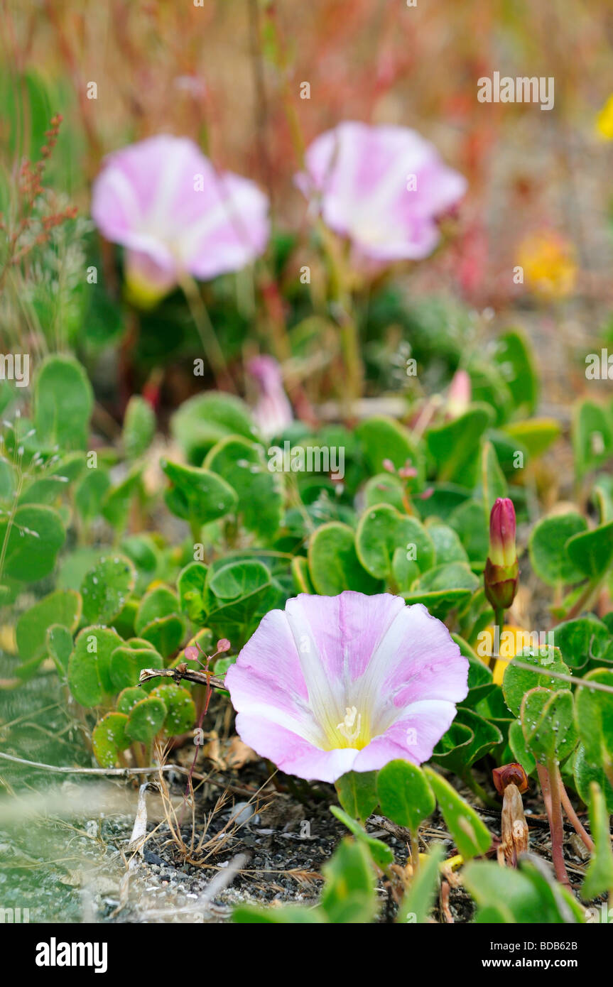 Beach Morning Glory fleurs sauvages en fleurs Banque D'Images