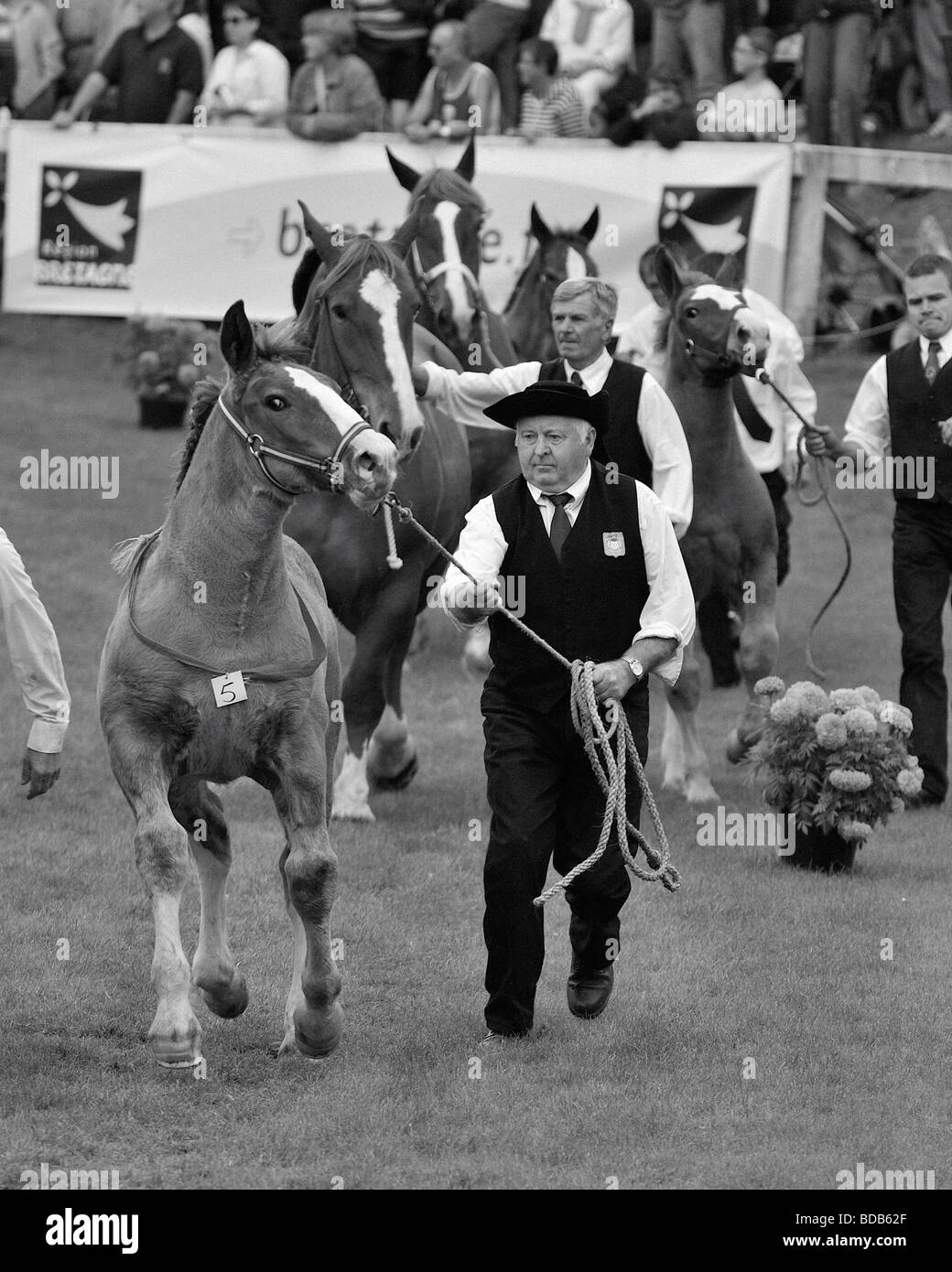 Gros chevaux cheval de trait Banque D'Images
