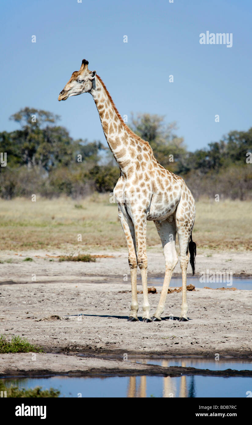 L'Afrique du Sud, giraffe Giraffa camelopardalis giraffa, debout à côté d'un étang;Savuti Savute/salon de Chobe NP, Botswana Banque D'Images