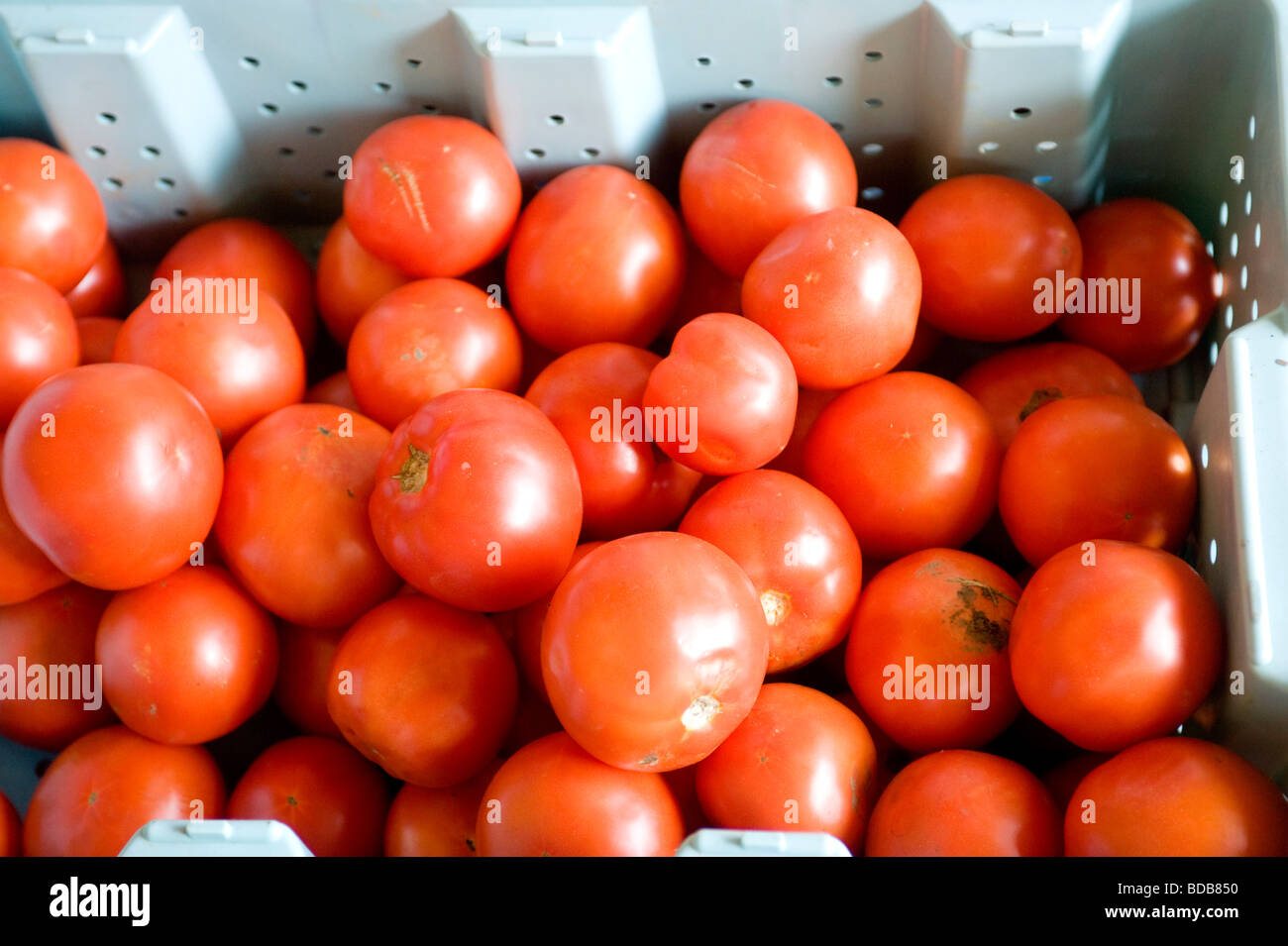Les tomates biologiques Le bras Nord Farm Pemberton BC Canada Banque D'Images