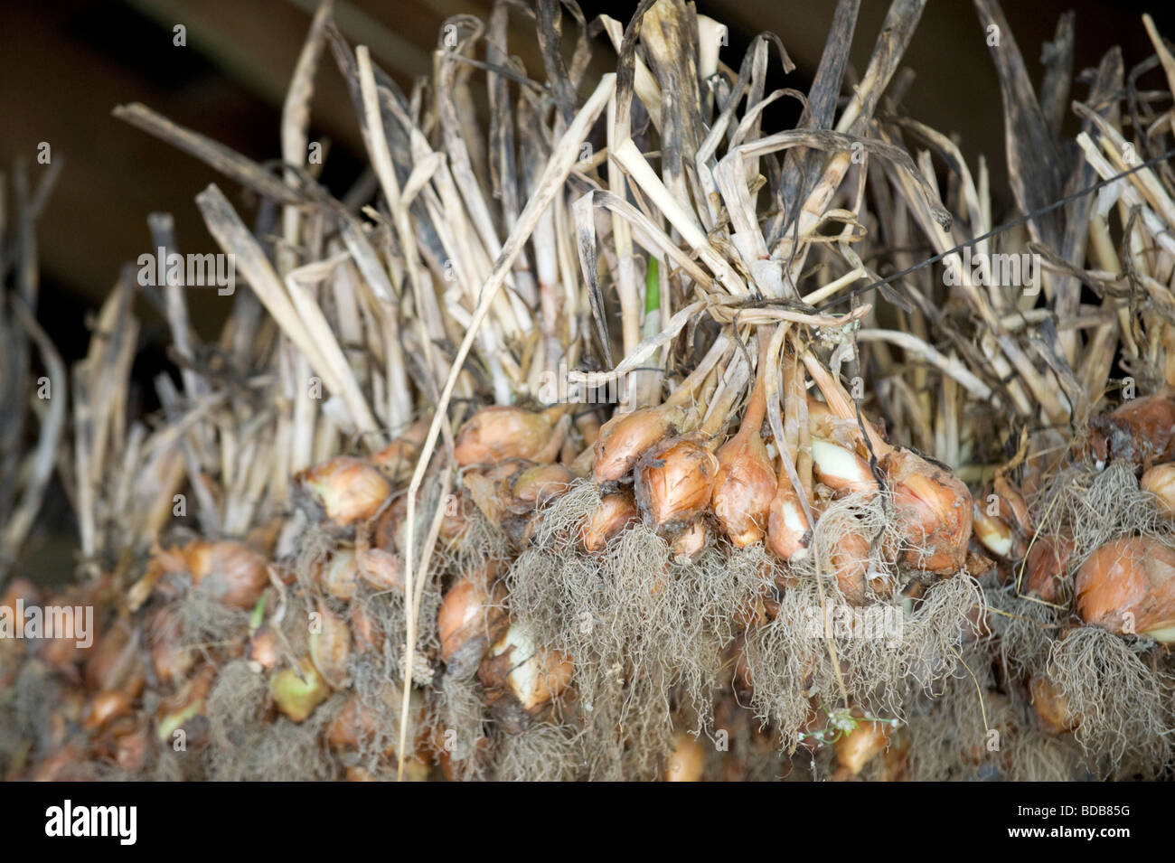 Séchage shalots organique dans une grange. Le bras nord ferme, Pemberton en Colombie-Britannique, Canada. Banque D'Images