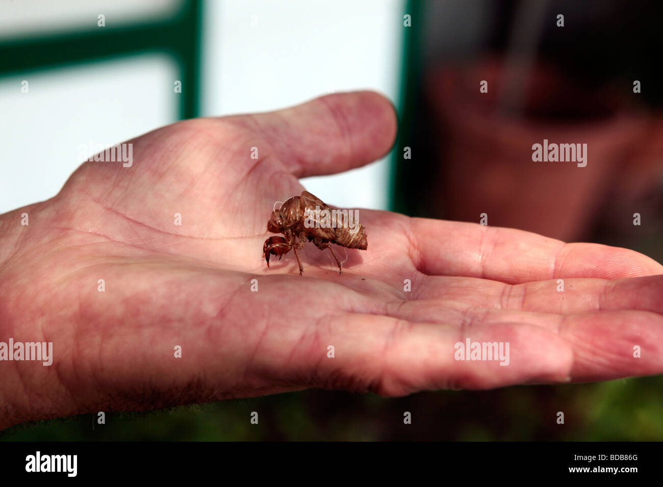 Une personne est titulaire d'un insecte d'été cigale shell dans leur main. Banque D'Images