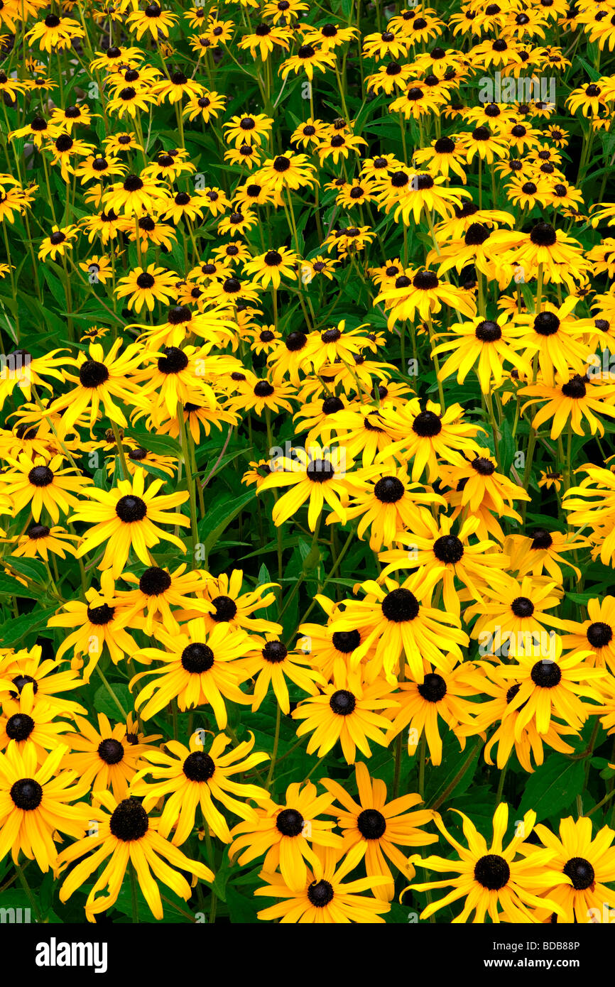 Bessie les fleurs fleurissent en milieu urbain sur la pelouse. Banque D'Images