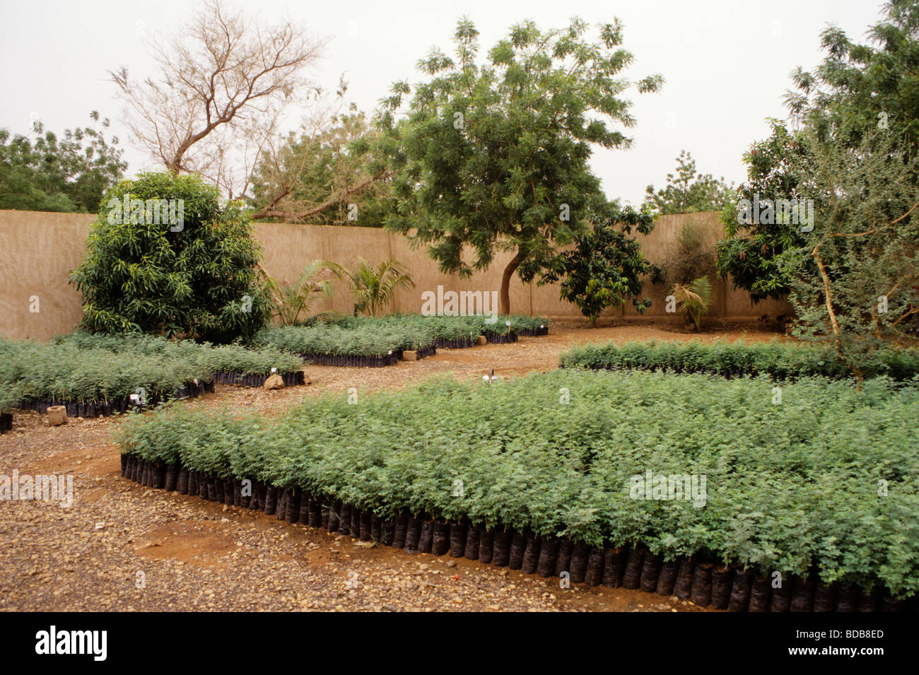 La gomme arabique. Pépinière d'Acacia senegal, Niger, Afrique de l'Ouest. Banque D'Images