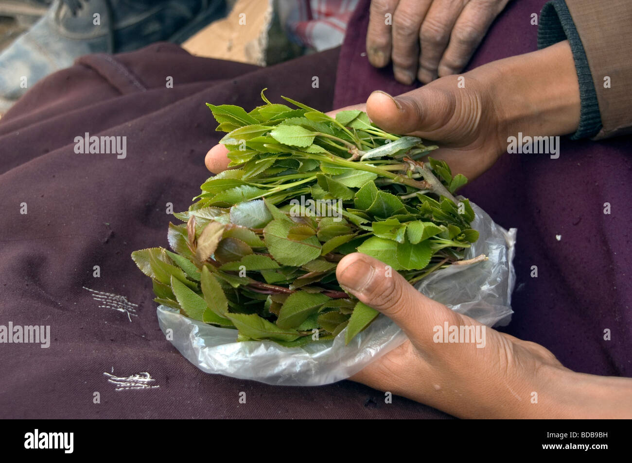 Un garçon yéménite est titulaire d'un petit sac de feuilles de khat, une drogue légale et stimulant - dans le marché de khat à Sanaa, Yémen. Banque D'Images