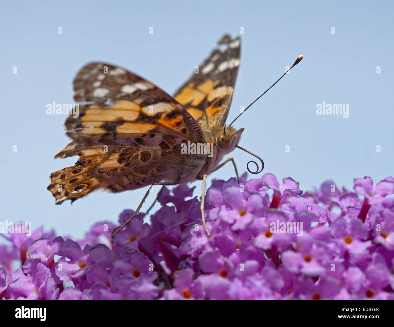 Papillon belle dame (Cynthia cardui) sur Buddleia Banque D'Images