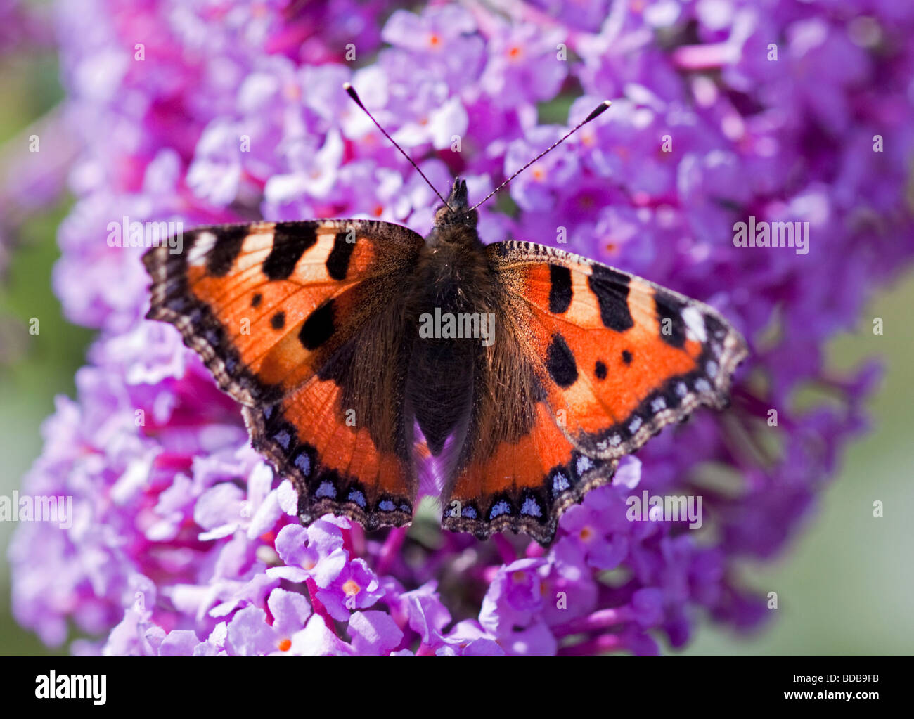 Petit papillon écaille (aglais urticae) sur Buddleia Banque D'Images