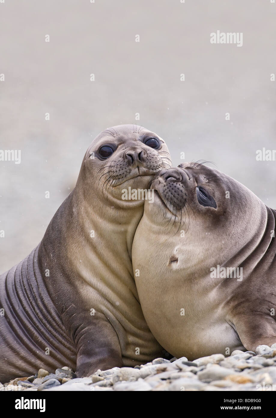 Le sud de l'éléphant de mer Mirounga leonina petits combats et jouer Fortuna Bay Géorgie du Sud Antarctique Banque D'Images