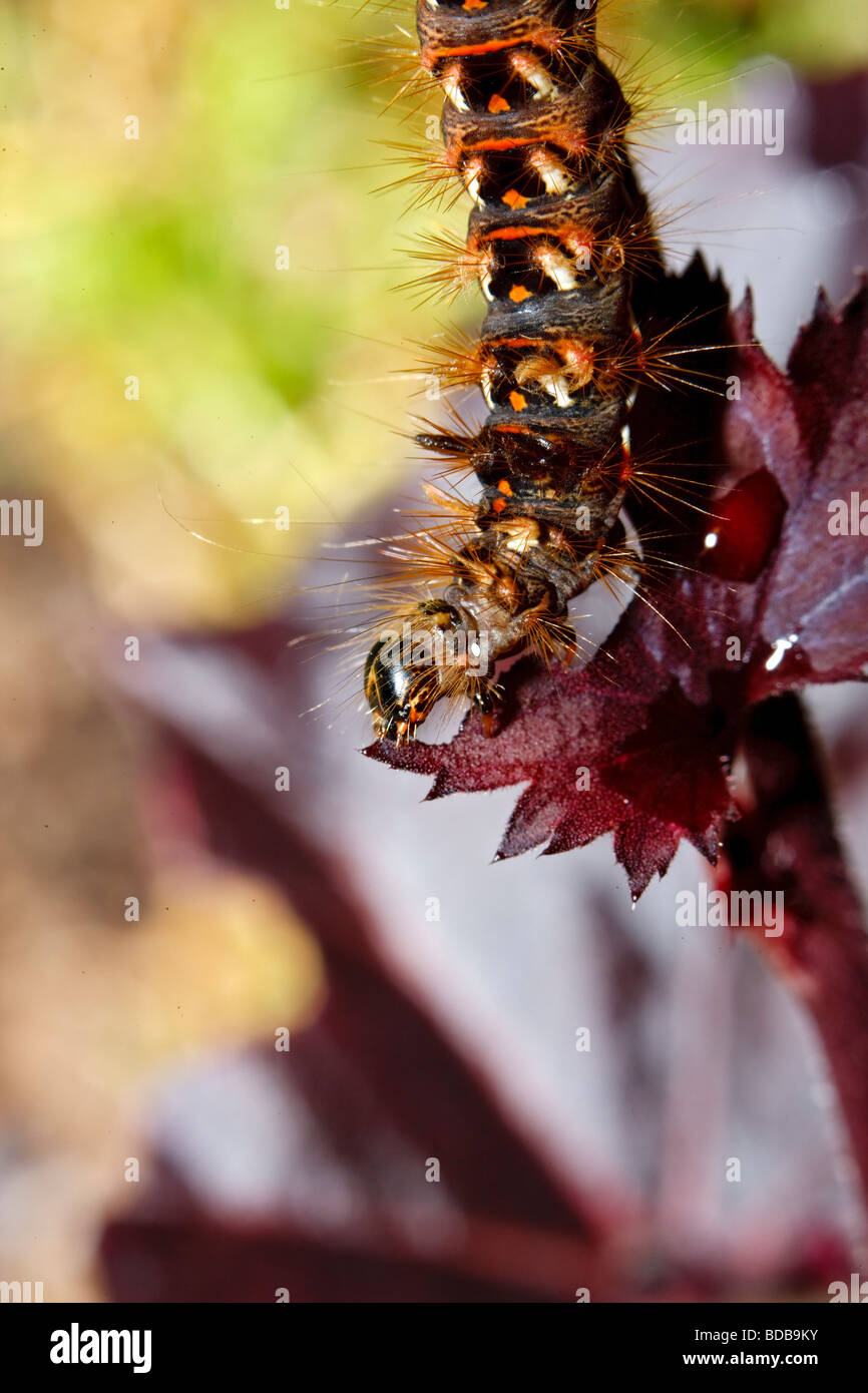 Noeud'herbe, Syraftonfly (Acronicta rumicis) Banque D'Images