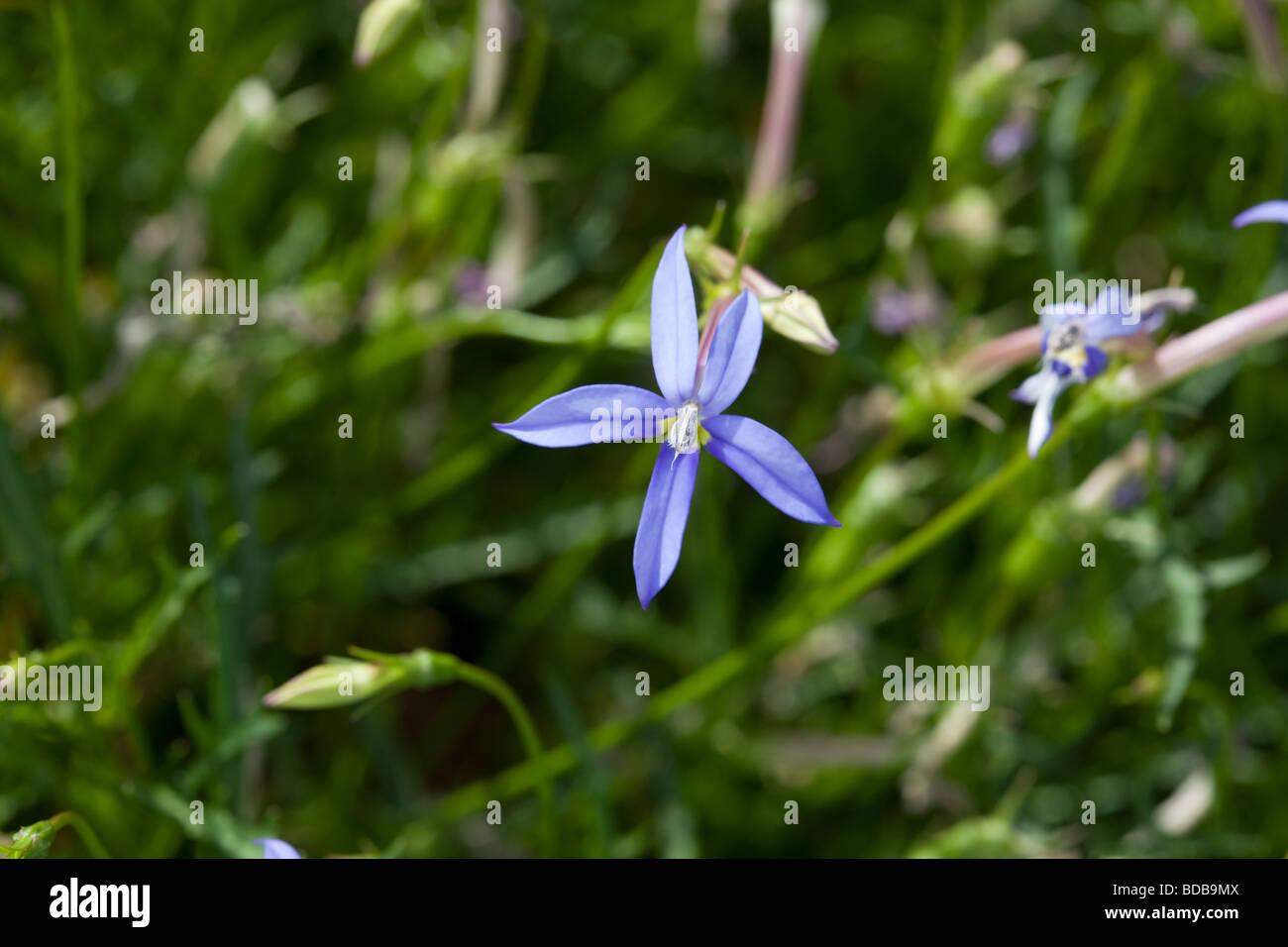 Blue Star Creeper, stjärnlobelia Blå (Isotoma axillaris) Banque D'Images