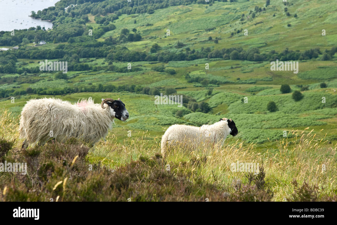 Visage noir sheep feeding dans les collines autour de Loch Lomond Banque D'Images