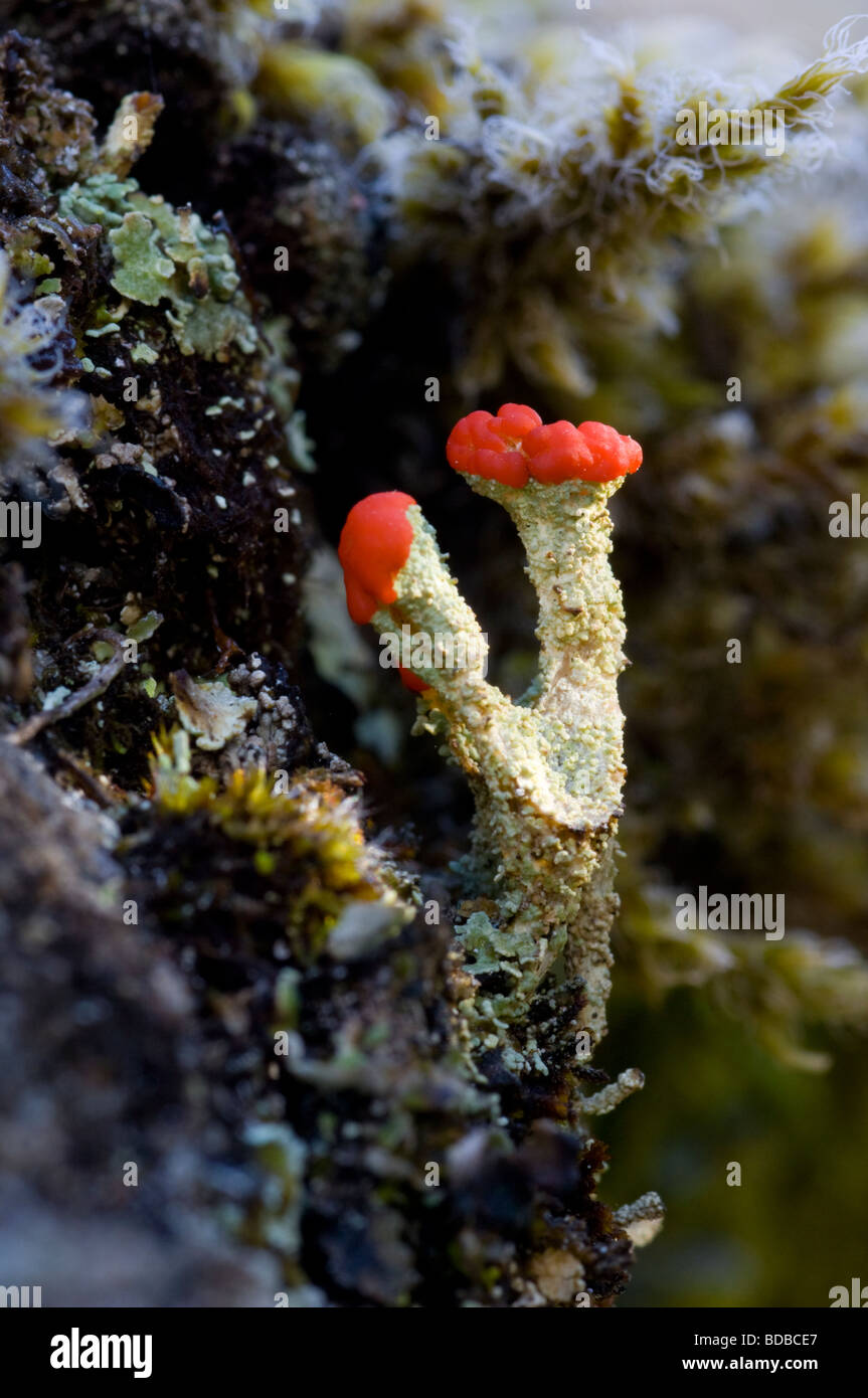 Lichen Cladonia floerkeana, également connu sous le nom de soldats anglais, poussant sur un rocher de granit dans les Cairngorms Banque D'Images