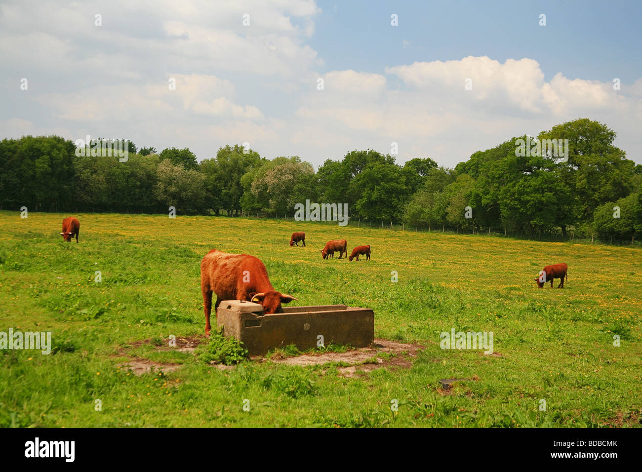 Devon rouge boeufs paissant dans un champ sur le Somerset Levels. Somerset, England, UK Banque D'Images