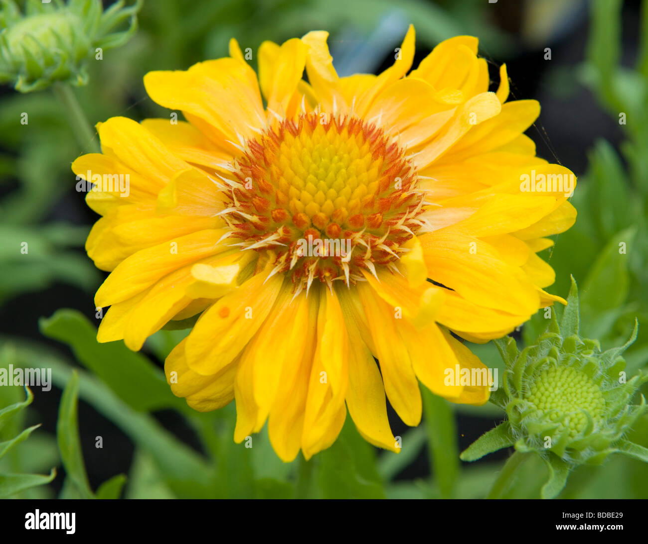 Gaillardia 'Sunburst' Orange. Une seule fleur fleur jaune à l'orange center. Banque D'Images