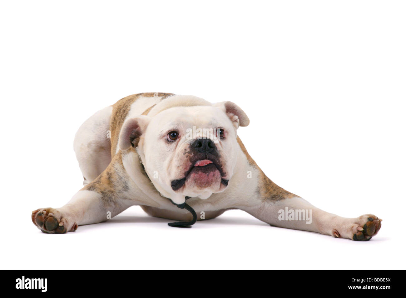 Bulldog Anglais (Canis lupus f. familiaris), à cheval sur ses membres antérieurs Banque D'Images