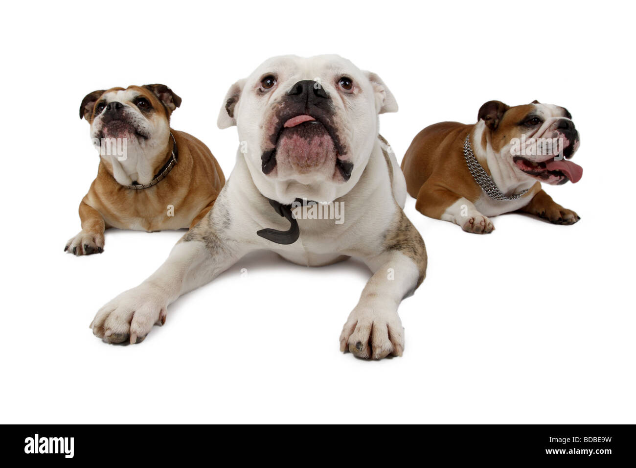 Bulldog Anglais (Canis lupus f. familiaris), trois chiens couché sur le ventre Banque D'Images