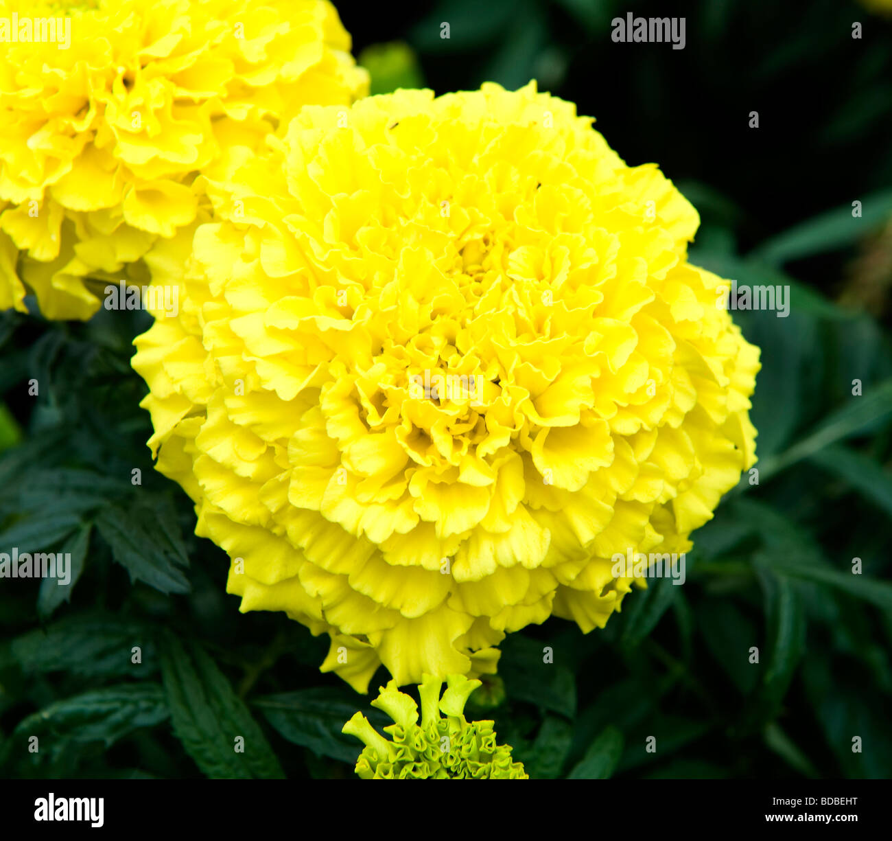 Calendula officinalis Pot Marigold africains. Pom Pom jaune vif fleur de forme. Banque D'Images