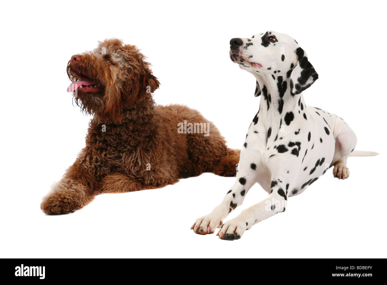 Dalmatien (Canis lupus f. familiaris), italien et de Dalmatie, Waterdog assis, côte à côte Banque D'Images