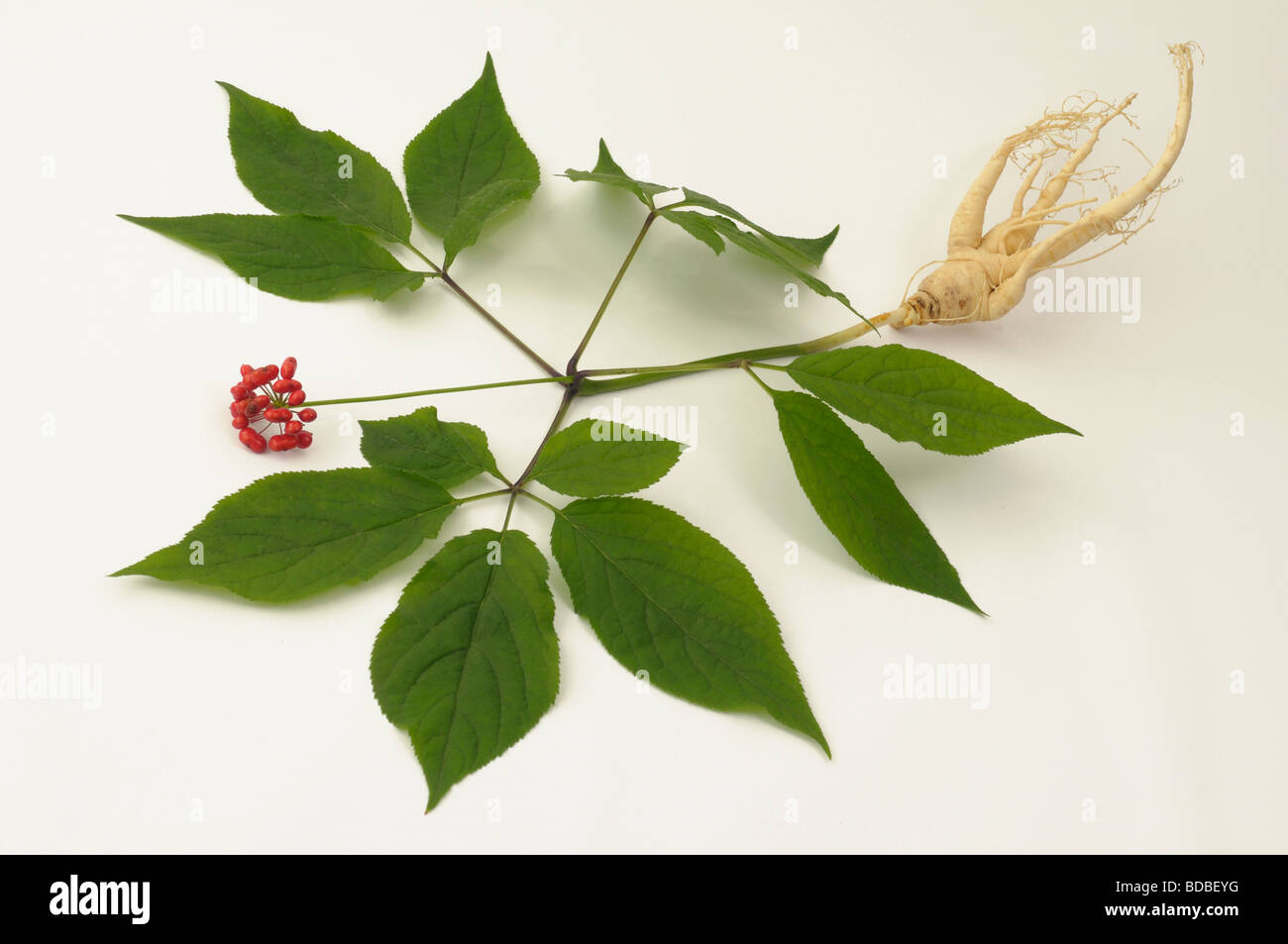 Le Ginseng (Panax ginseng). Toute la plante, studio photo Banque D'Images