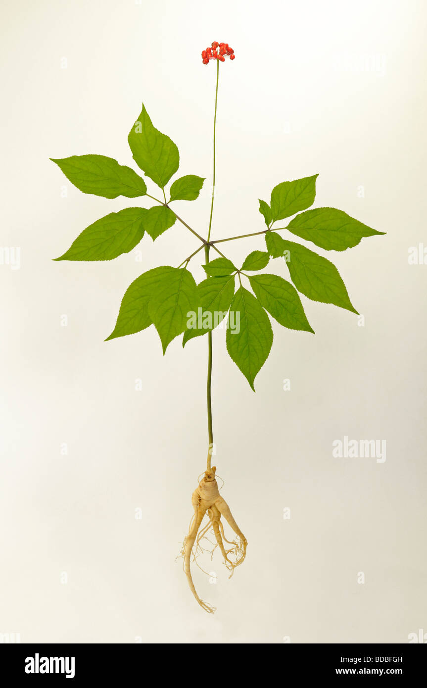 Le Ginseng (Panax ginseng). Toute la plante, studio photo Banque D'Images