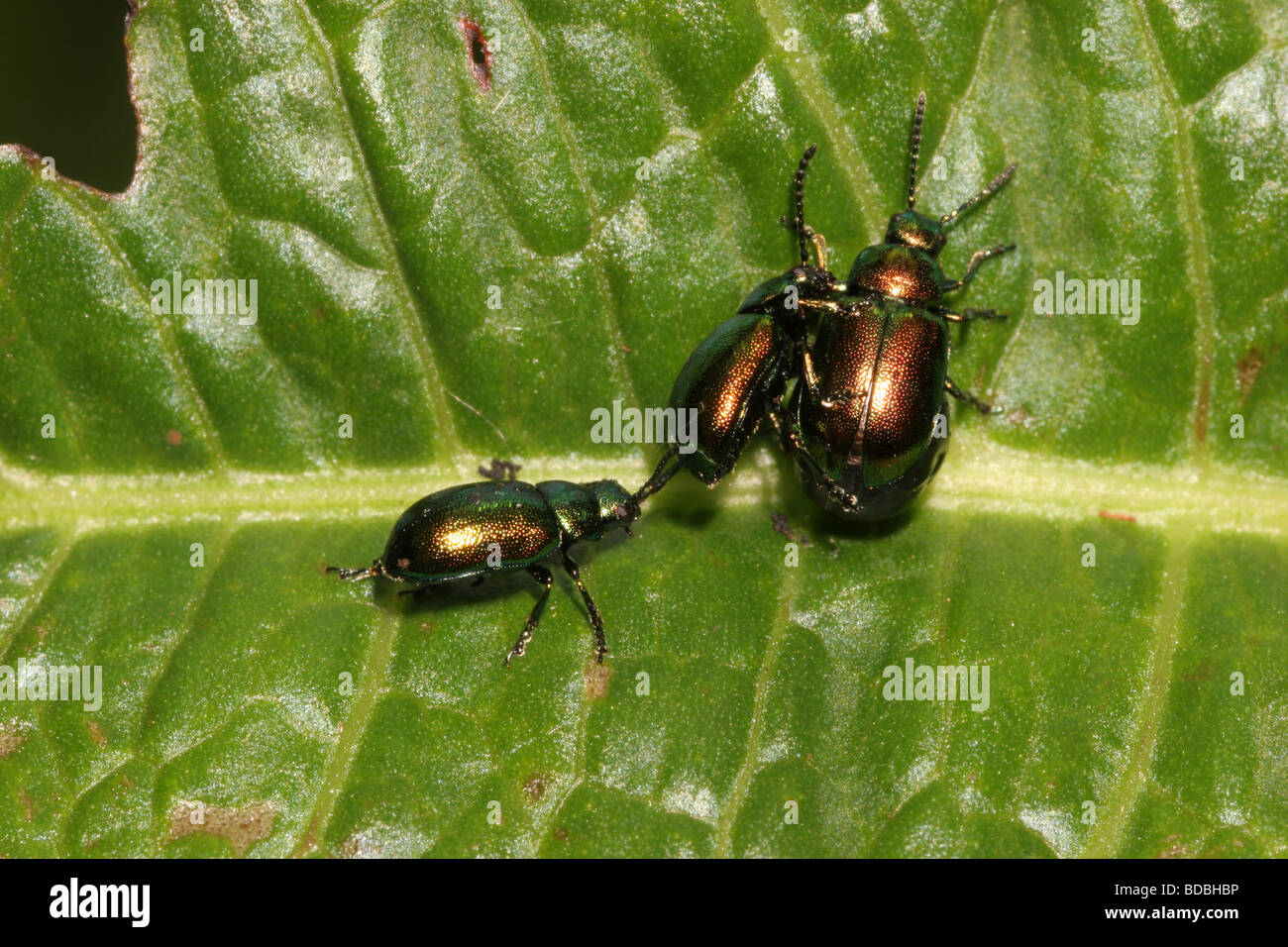 Pot bellied emerald beetle Gastrophysa viridula Chrysomelidae homme tirant un autre homme d'une femme UK Banque D'Images