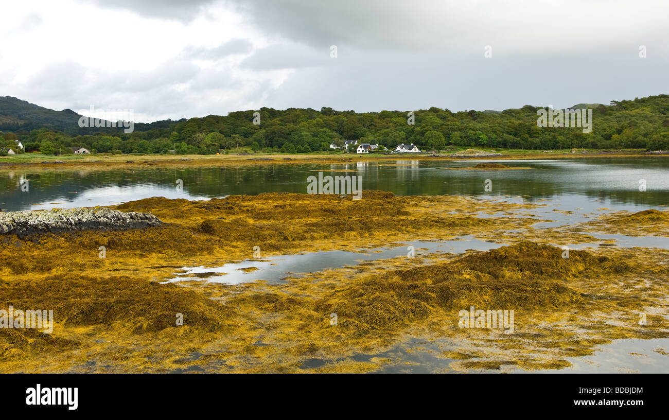 Marée basse à Arisaig exposant les roches et les algues. Banque D'Images