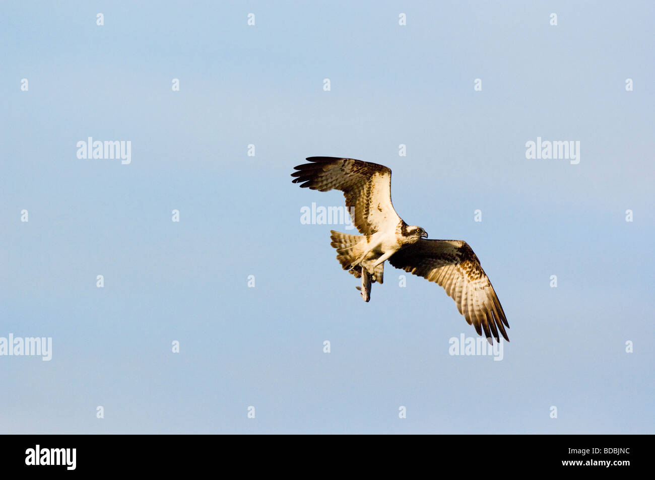 Le balbuzard pêcheur, Pandion haliaetus, flying adultes en transportant un poisson (truite arc-en-ciel, Oncorhynchus mykiss) Banque D'Images