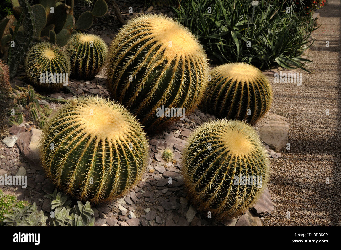 Golden Barrel Cactus (bateau à quille), groupe à un jardin botanique Banque D'Images