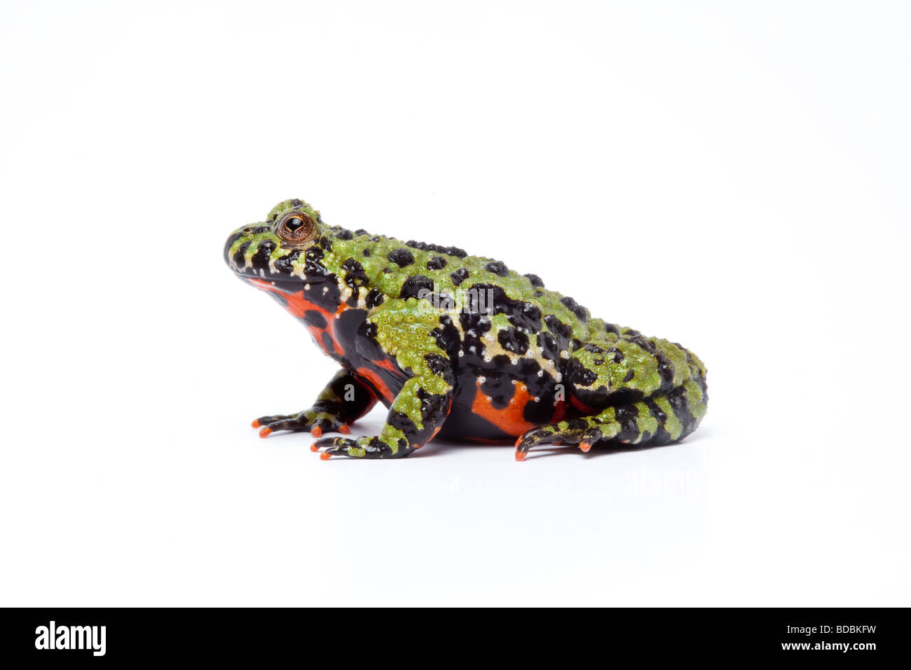 Crapaud à ventre de feu Oriental sur fond blanc Banque D'Images