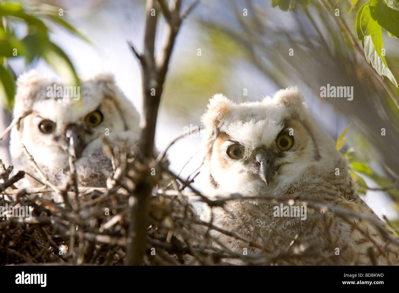 Grand Duc D Amerique Bebes Owlets In Nest Photo Stock Alamy Grand Duc D Amerique Bebes Owlets In Nest Photo Stock Alamy