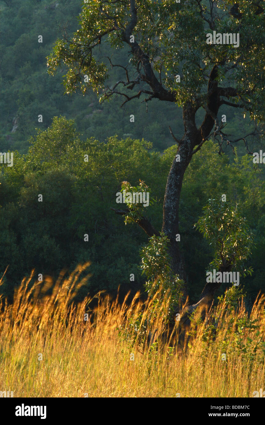 Le soleil qui met en évidence les arbres et l'herbe dans la réserve de chasse Pilanesberg, Province du Nord-Ouest, Afrique du Sud Banque D'Images