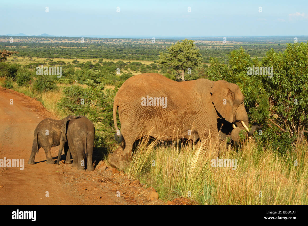 Femelle éléphant africain (Loxodonta africana) et deux veaux dans la réserve de chasse Pilanesberg, Province du Nord-Ouest, Afrique du Sud Banque D'Images
