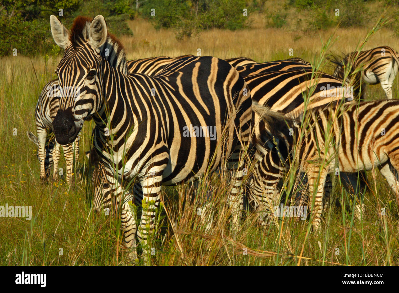 Le zèbre de Burchell (Equus quagga burchellii) dans la réserve de chasse Pilanesberg, Province du Nord-Ouest, Afrique du Sud Banque D'Images