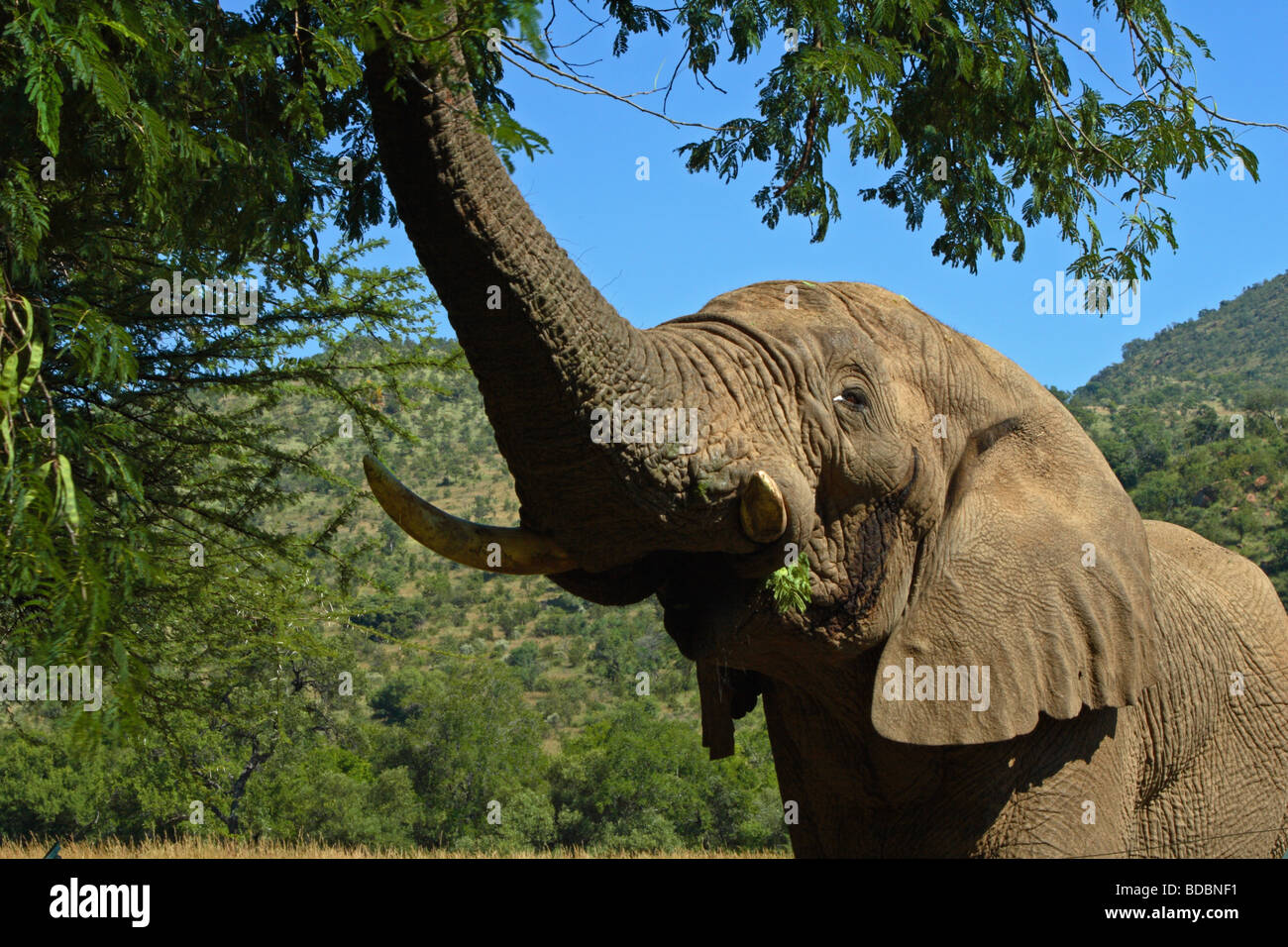 Jeune taureau éléphant au musth, manger les feuilles d'un acacia à Kwa Maritane dans la réserve de chasse Pilanesberg, Afrique du Sud Banque D'Images